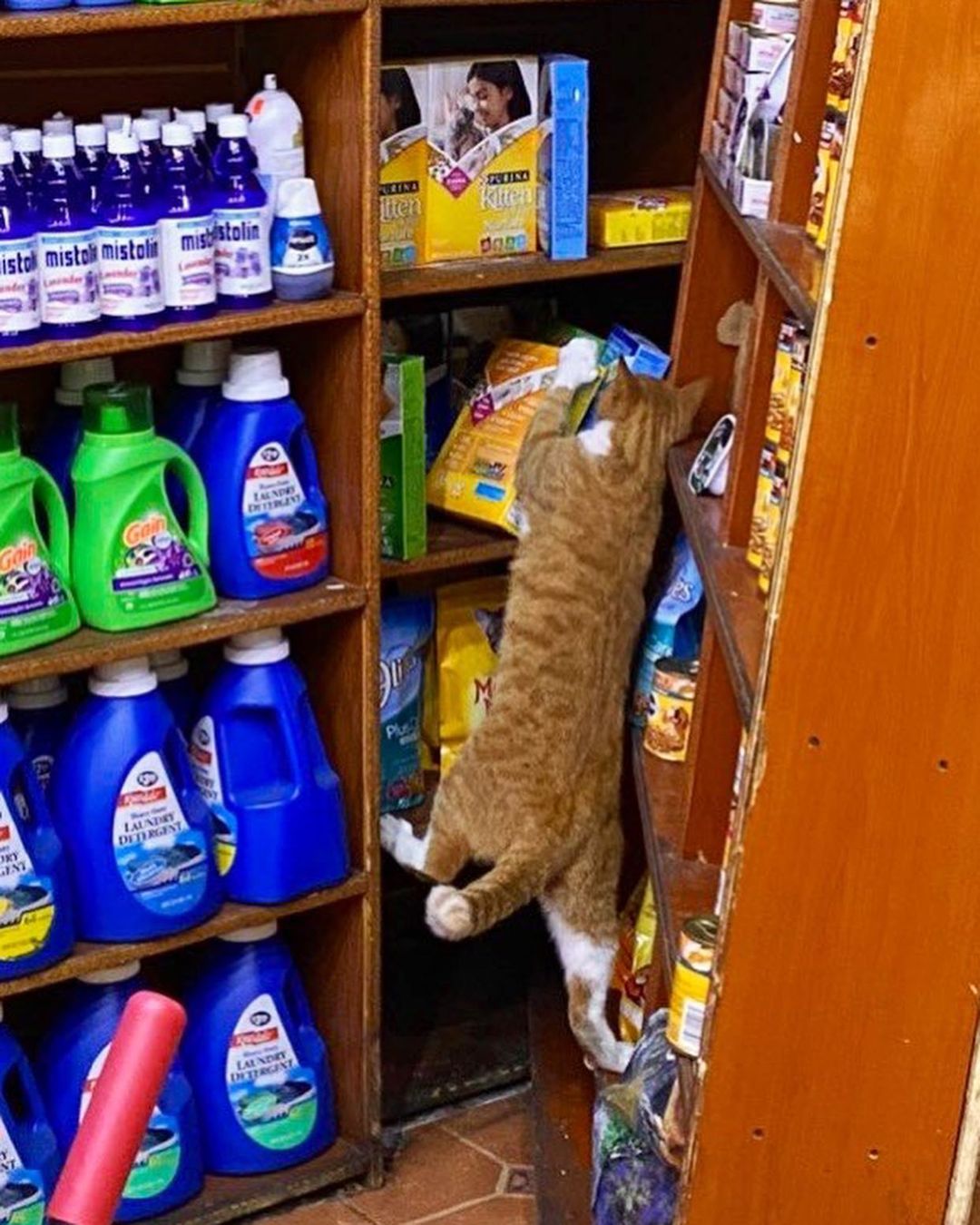 cat climbing into cabinet