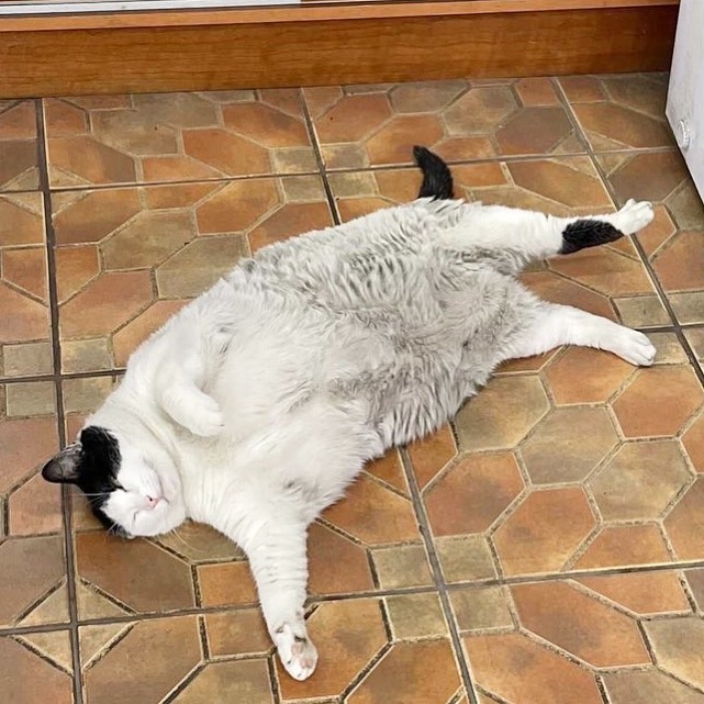 fat cat lying on floor