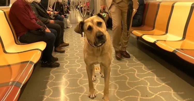 Boji street dog on subway