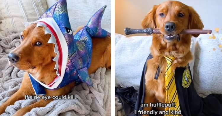 Chandler dog Halloween costumes