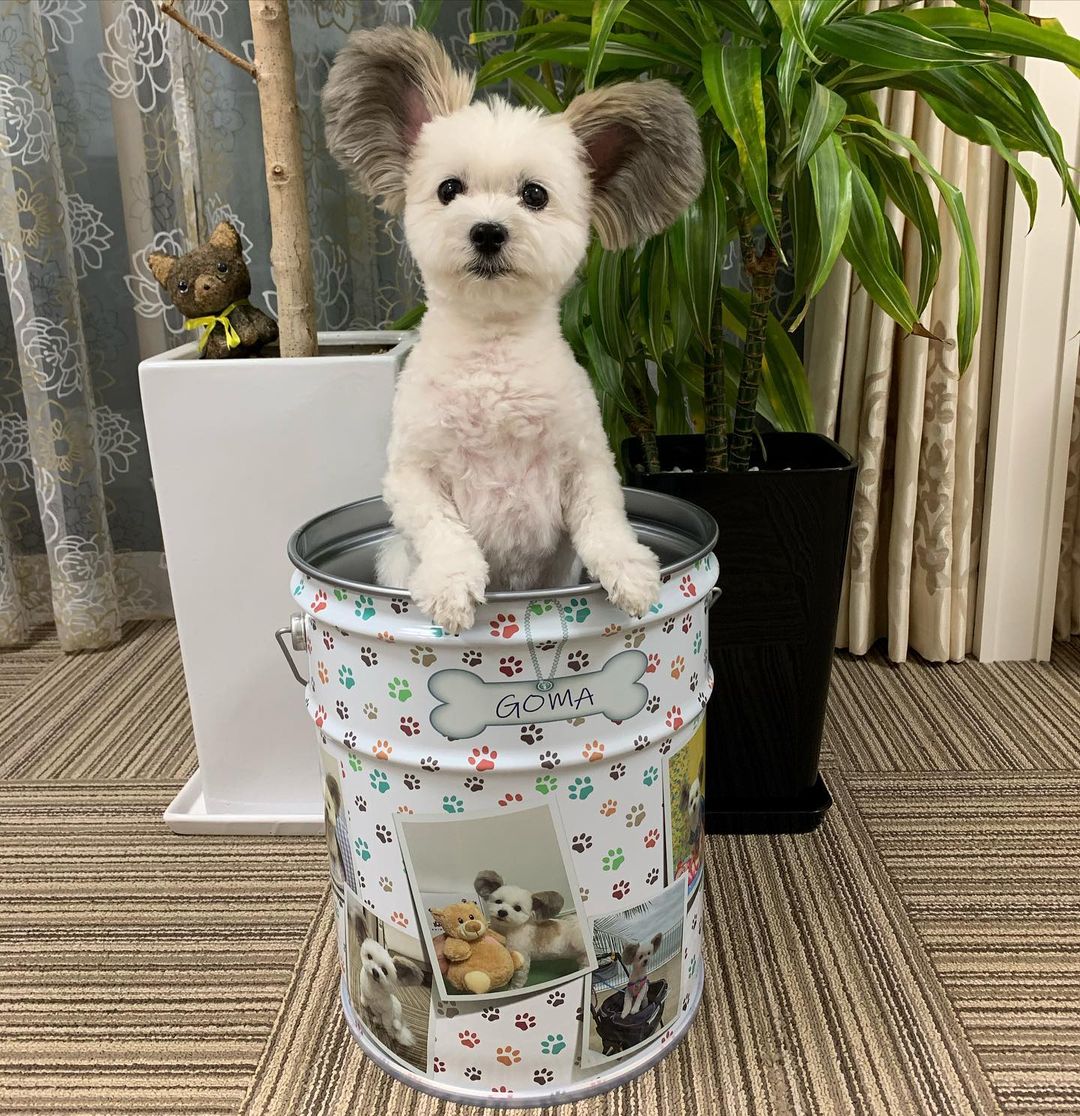 Goma the dog in a large flower pot