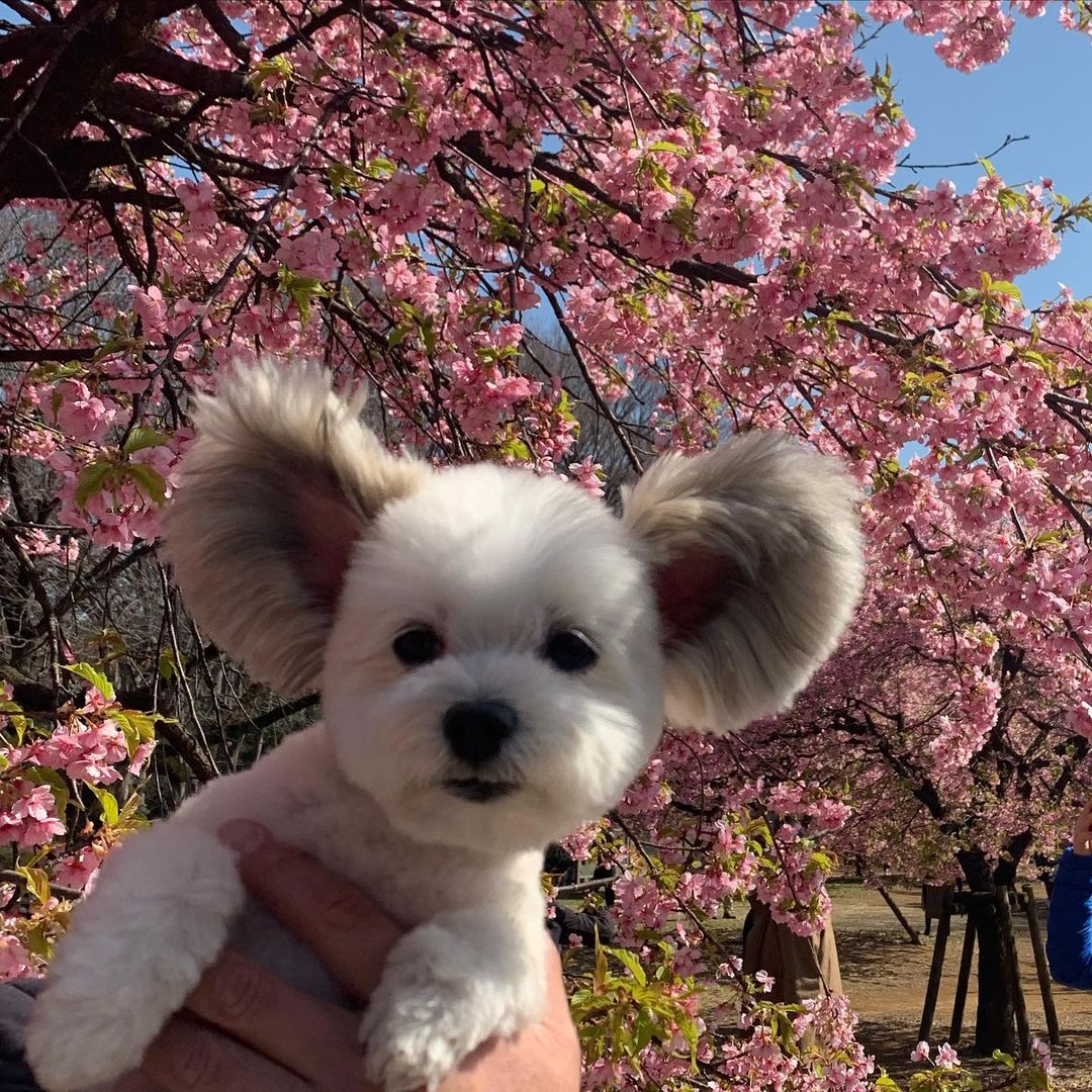 Goma the dog with cherry blossoms in the background