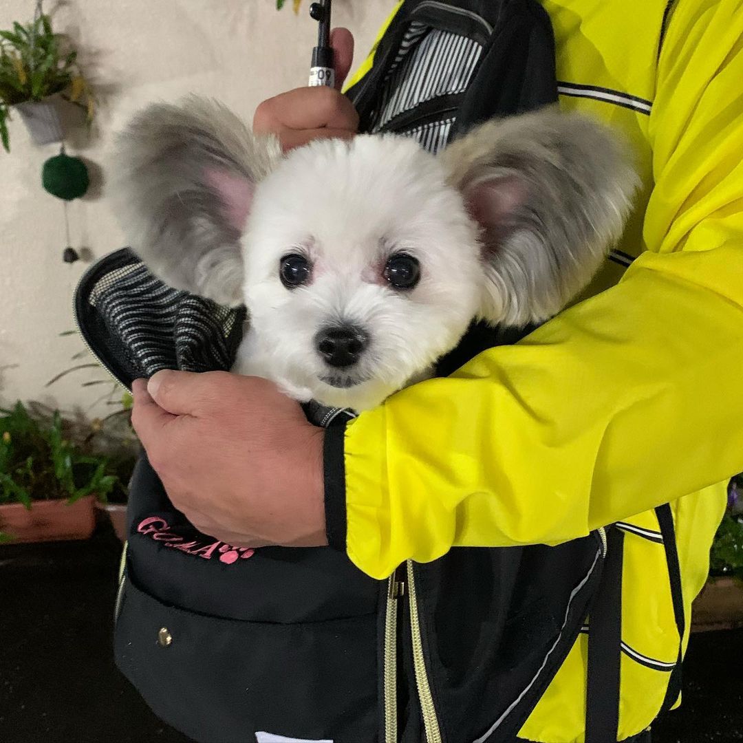 Goma the dog in a backpack