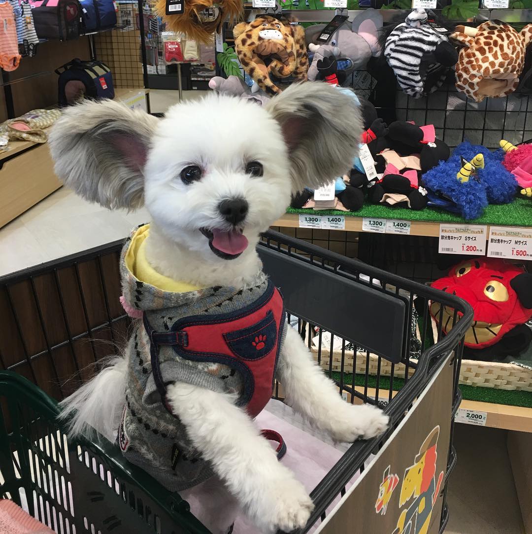 Goma the dog riding in a shopping cart