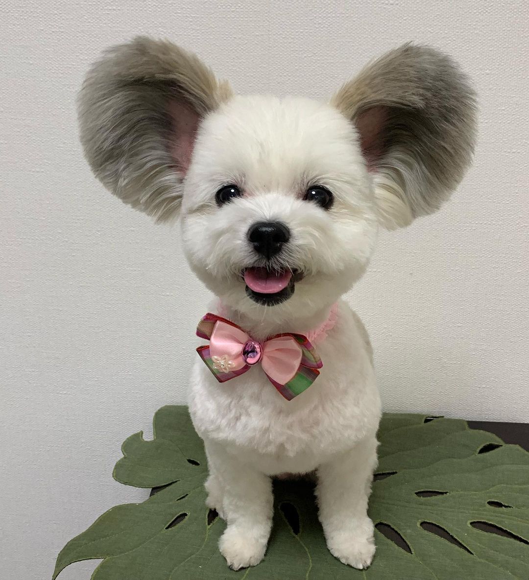 Goma the dog with Mickey Mouse ears wearing a bowtie