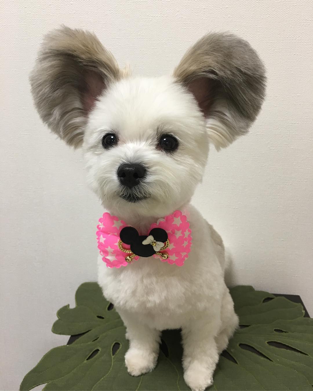 Goma the dog with Mickey Mouse ears