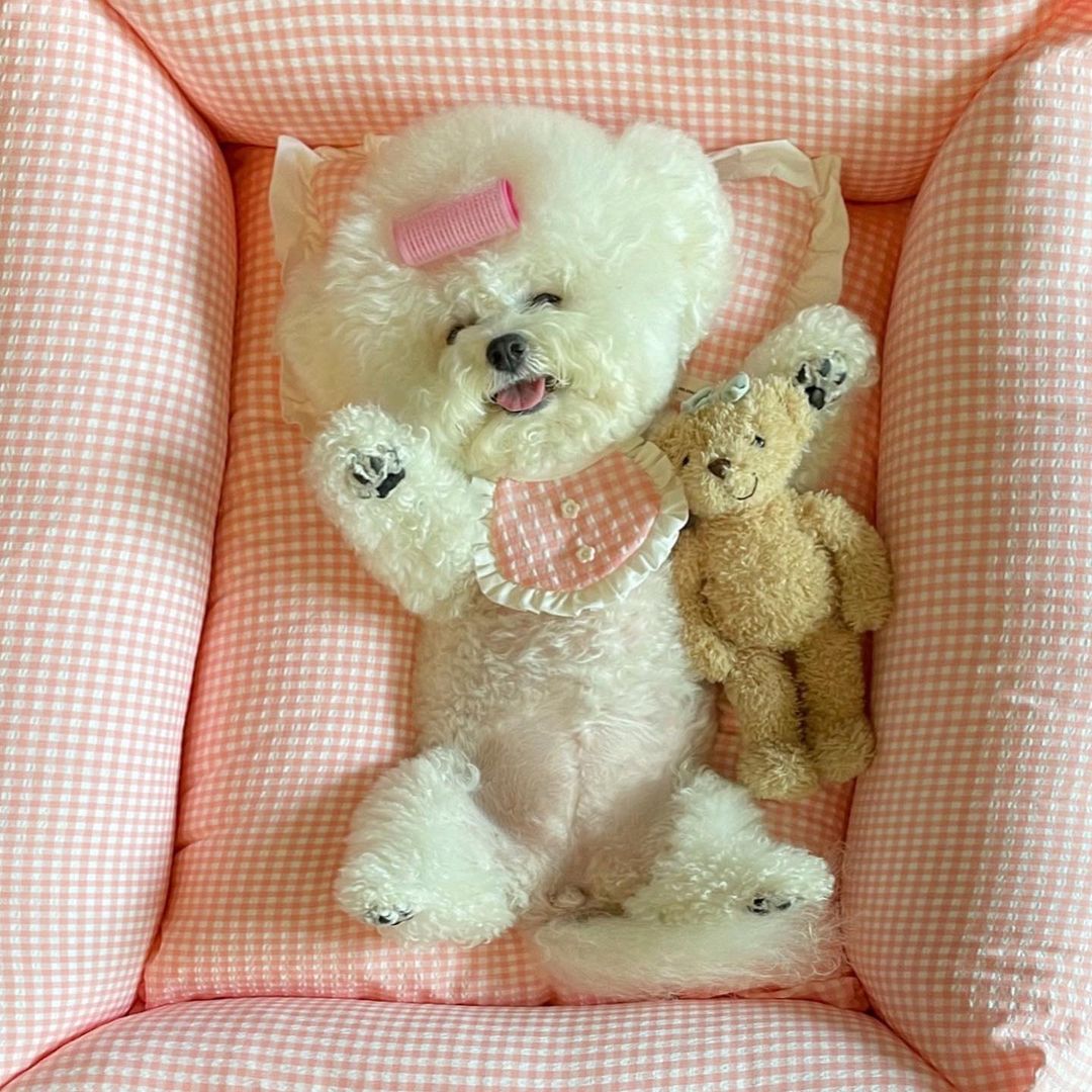 Bichon frise dressed clearance up