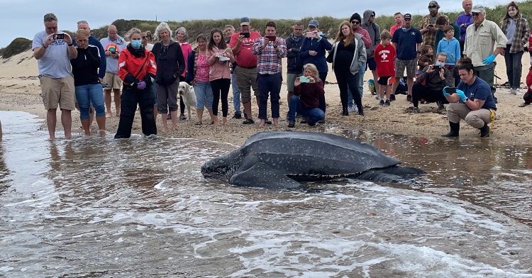 rescuers helping sea turtle back to ocean