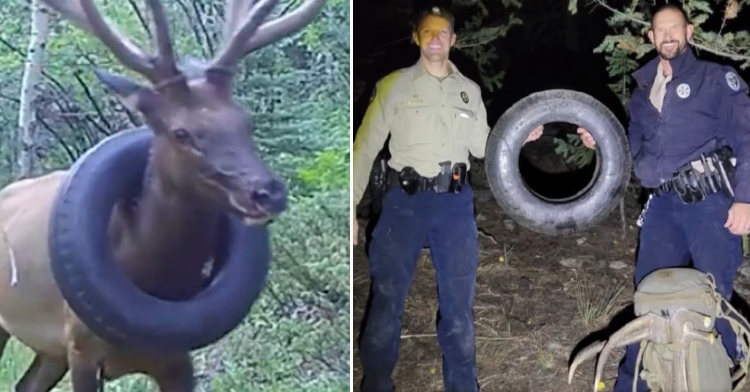 elk with tire around his neck freed