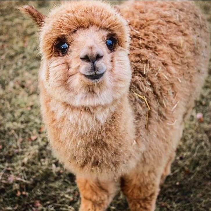 15 Swoon-Worthy Pictures That Could Make Alpacas Your New Favorite Animal –  InspireMore