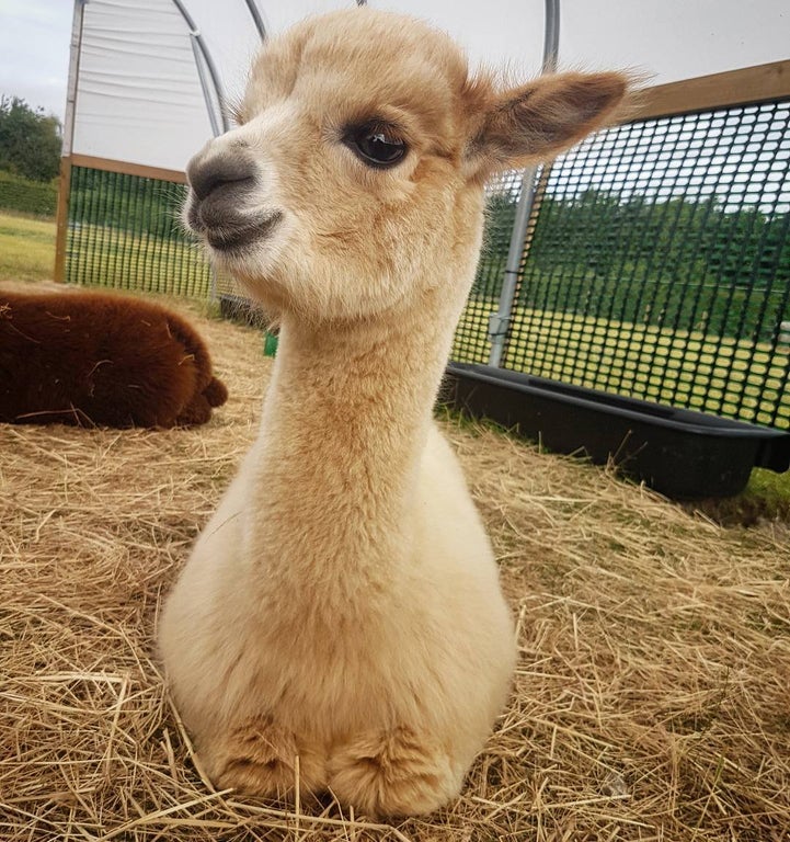 15 Swoon-Worthy Pictures That Could Make Alpacas Your New Favorite Animal –  InspireMore