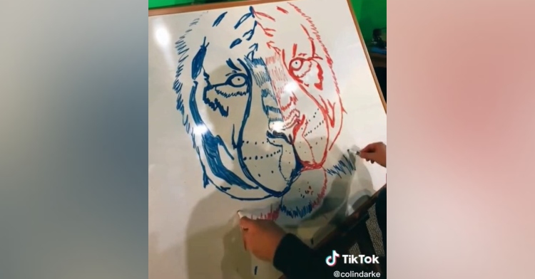 artist colin darke drawing a tiger on a whiteboard