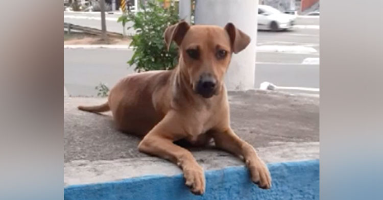 dog dad waiting on sidewalk for his puppies