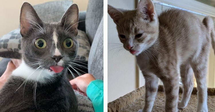 black and white cat sticking its tongue out while laying on a bed next to an orange, black, and white cat and a cat sticking its tongue out while stretching