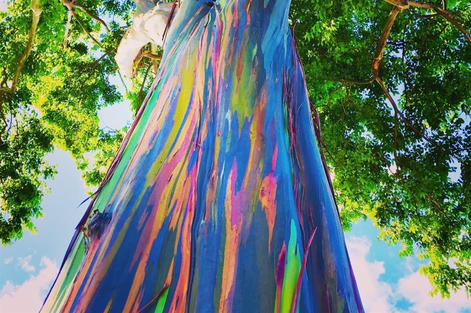 closeup of the trunk of a rainbow eucalyptus