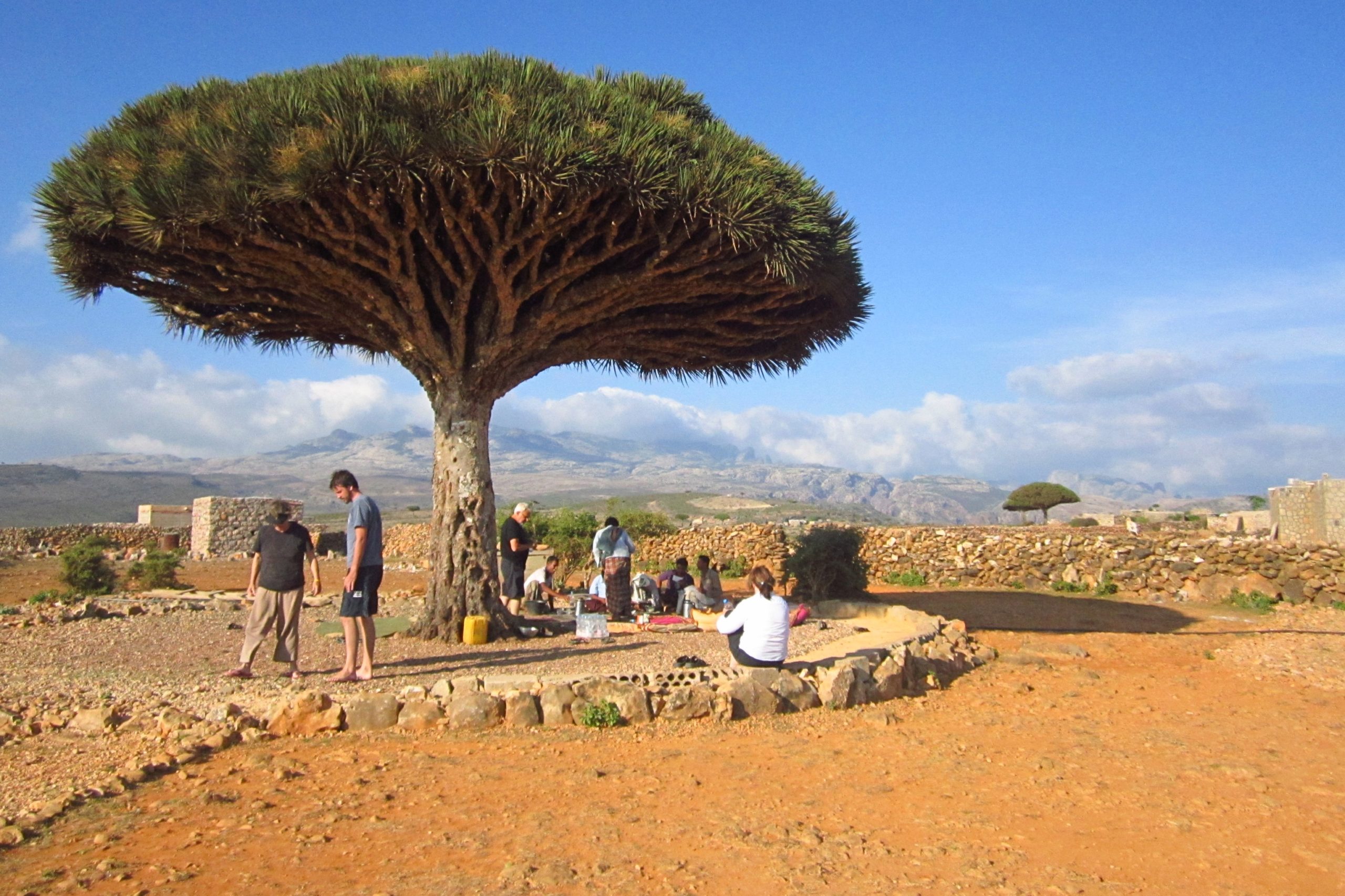 people gathering under a dragonblood tree in yemen for a picnic 