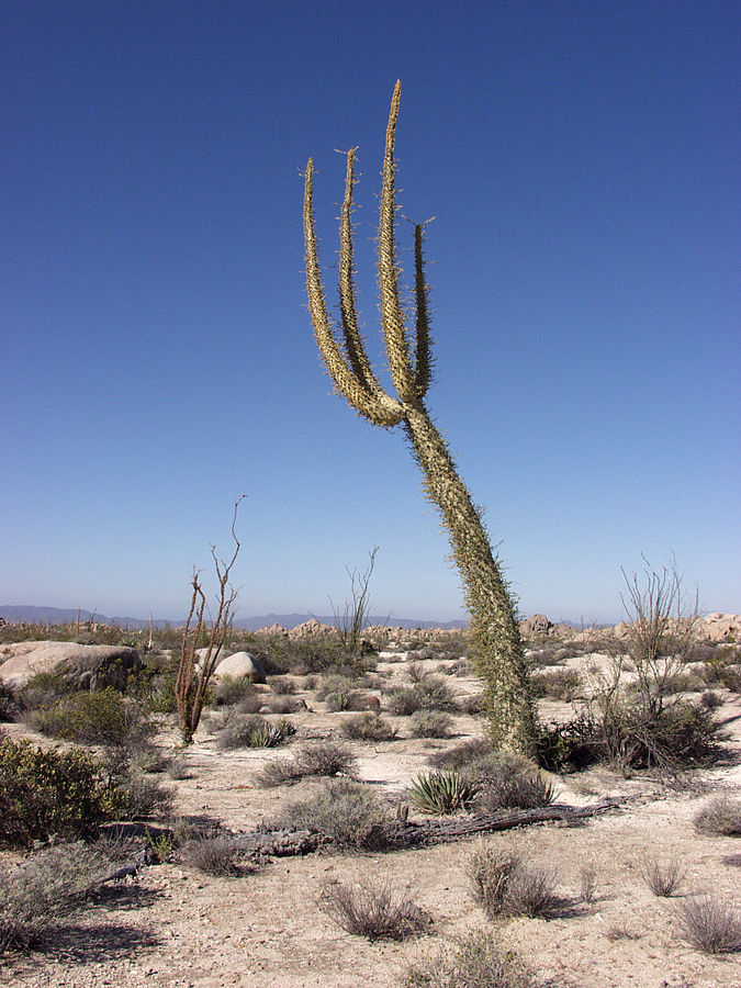 a boojum tree in a desert 