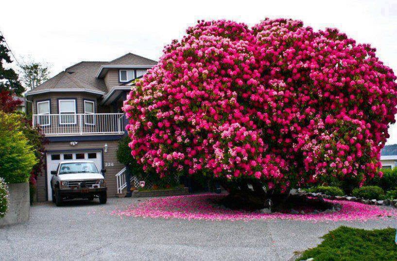 giant rhododendron in front of a two story house