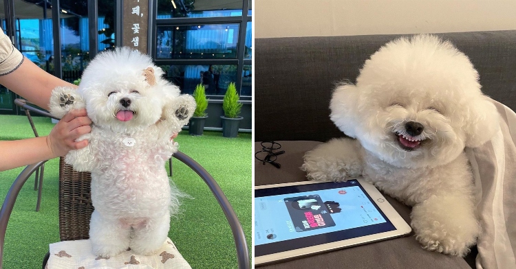 Ham Arang the Bichon Frise with adorable facial expressions