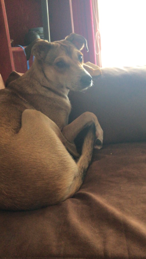 medium sized brown dog curled up on a brown couch 