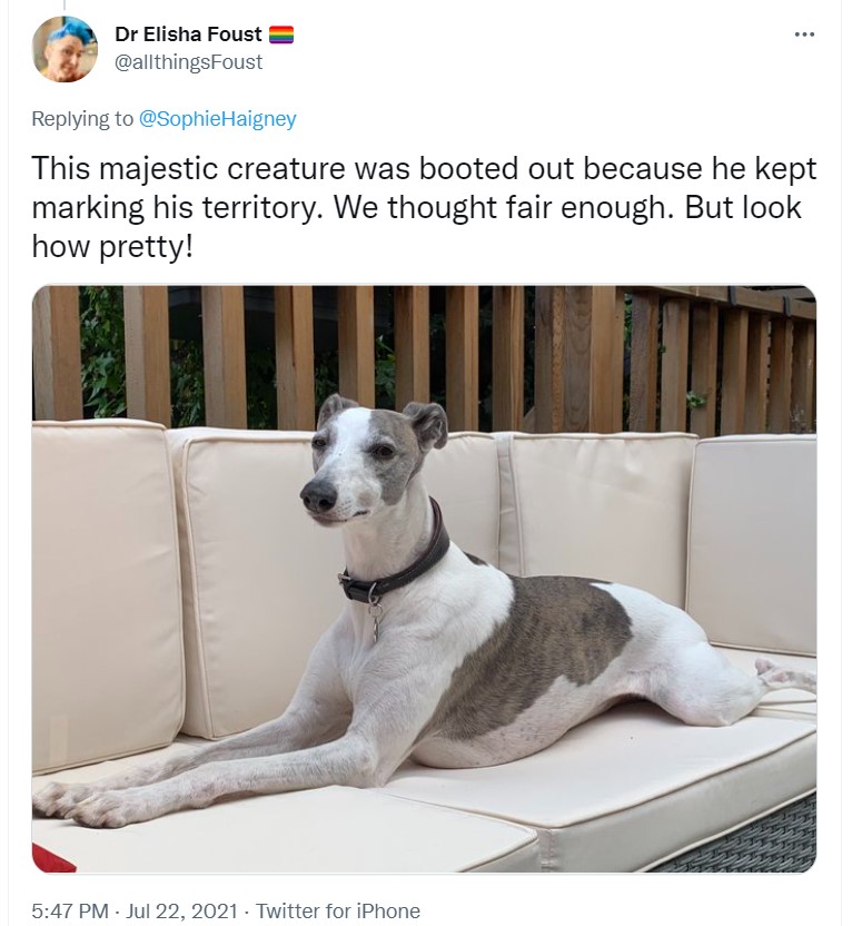 screenshot of a tweet from user allthingsfoust with a photo of a large grey and white dog laying on a cream couch outside