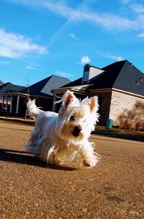 small white westie running down the road with houses in the background