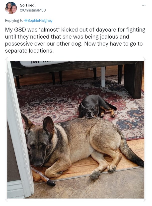 screenshot from user christinam33 with a photo of a small dog laying its head on a larger dog's back as they both relax on the floor inside a house