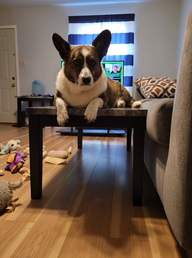 large dog laying on a coffee table next to a couch
