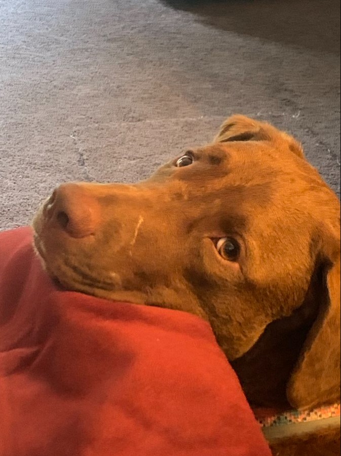large brown dog resting his head on someone's leg and looking up
