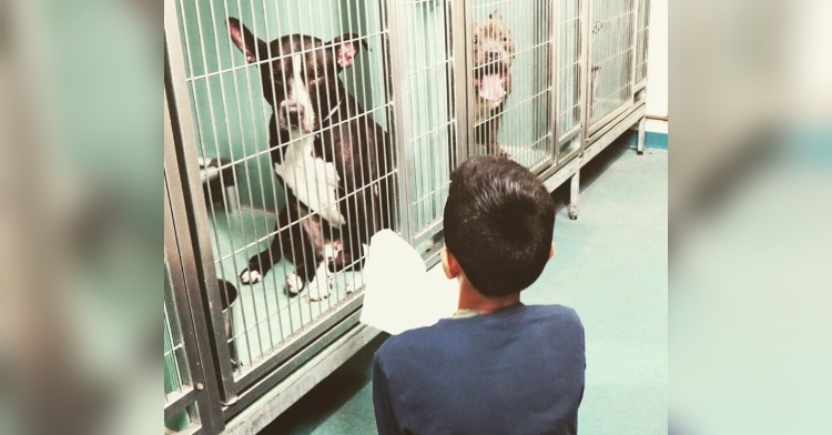11 year old evan bisnauth sitting on the floor of an animal shelter while reading a book to dogs sitting in the cages in front of him