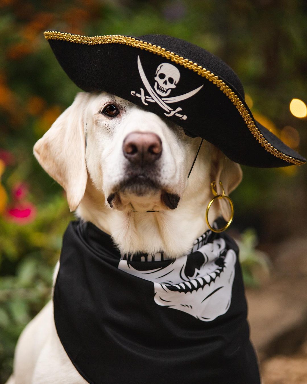 dog in Pirate costume