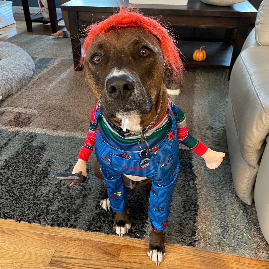 dog in Chucky costume