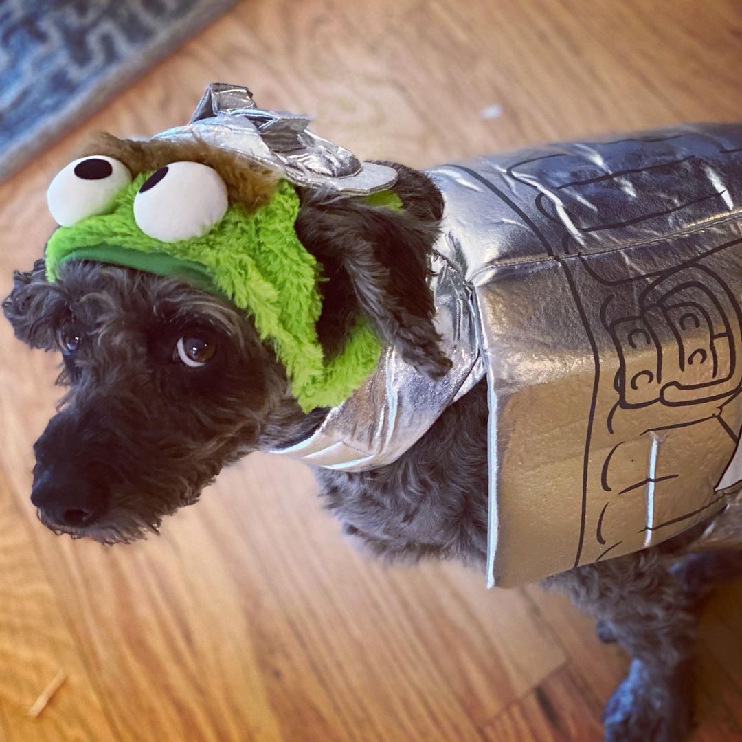 dog dressed as Oscar the Grouch