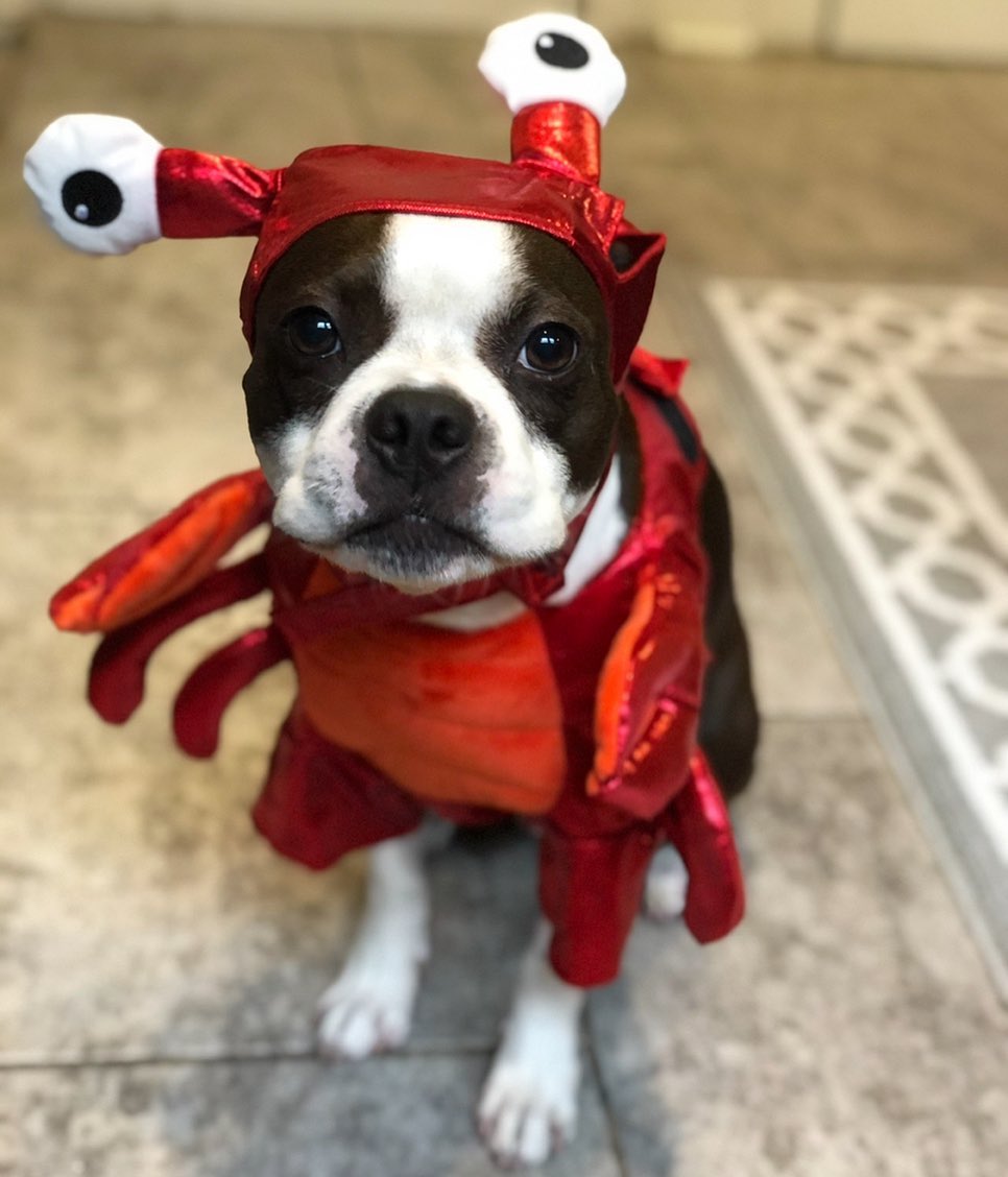 dog in lobster costume