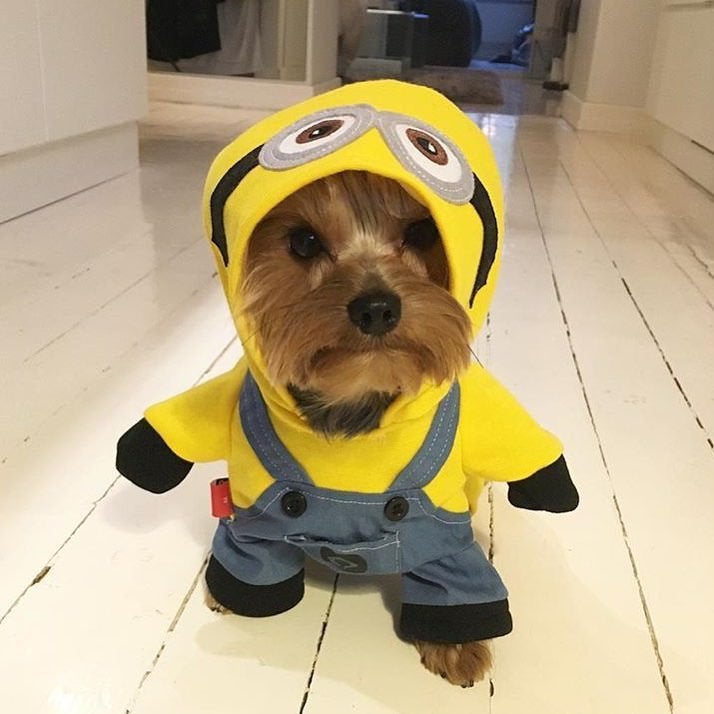 dog in Minion costume