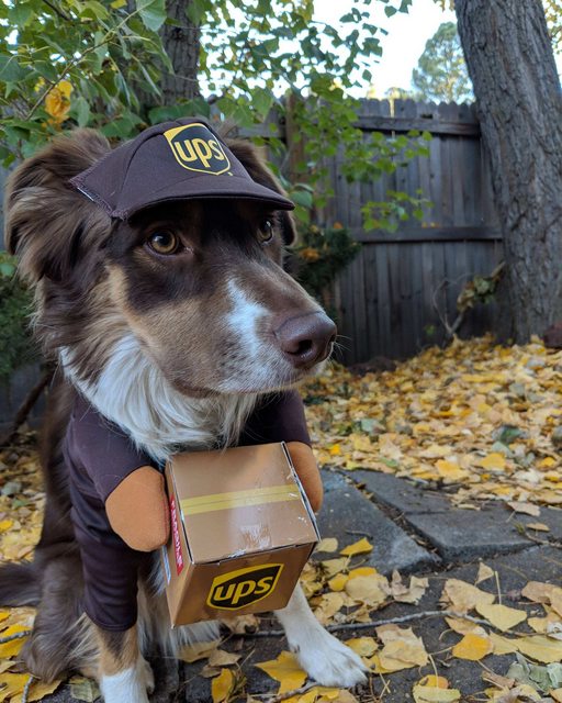 dog in UPS costume