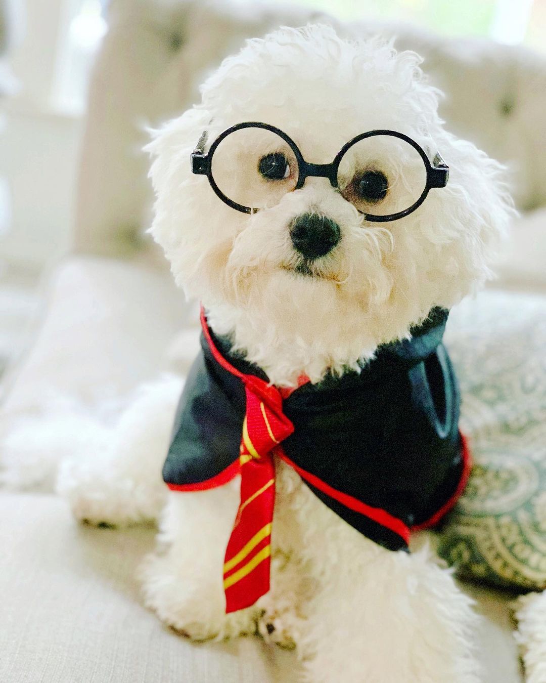 dog in Harry Potter costume
