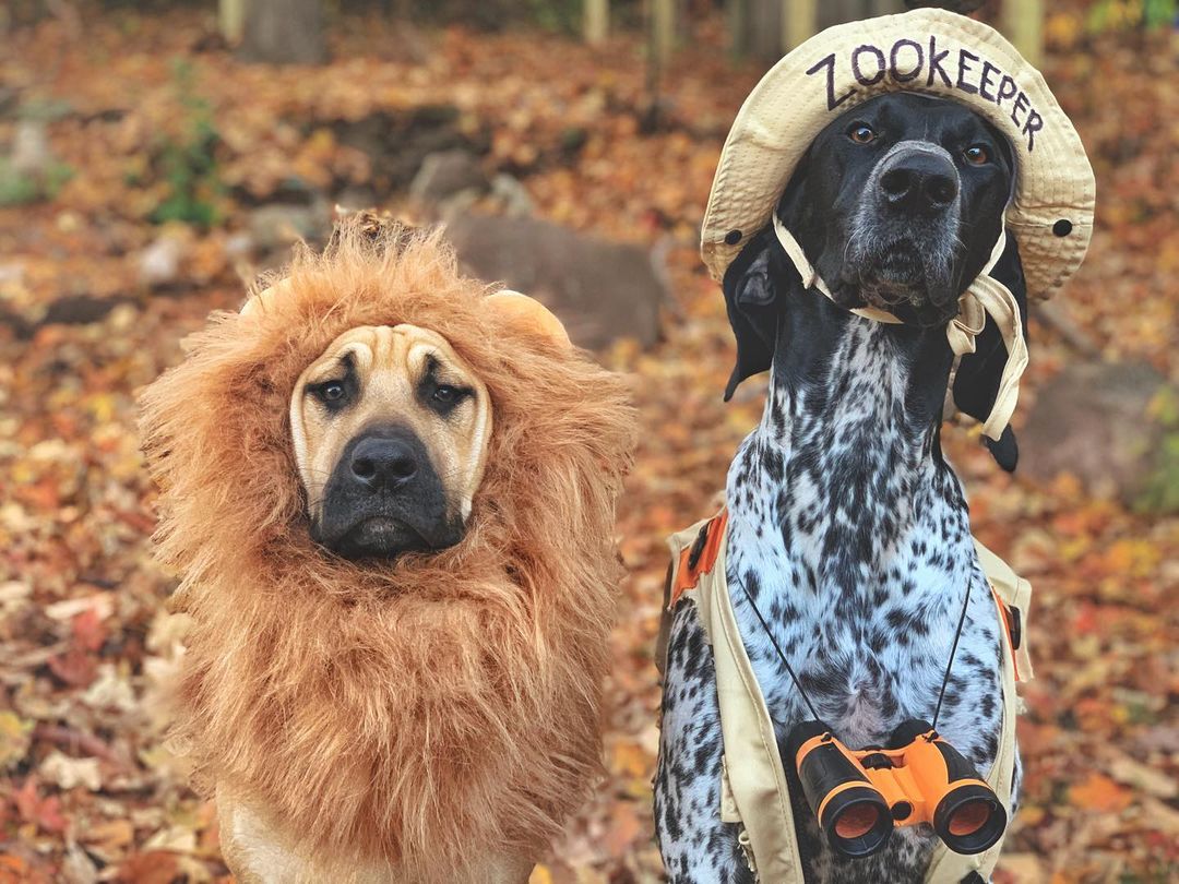 two dogs dressed as a lion and a zookeeper