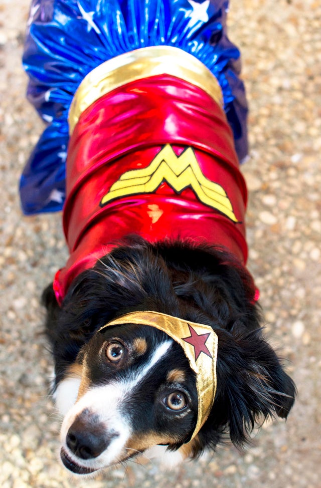 dog dressed in Wonder Woman costume