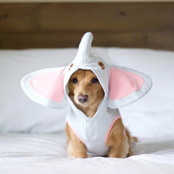 Puppy dressed in elephant Dumbo costume