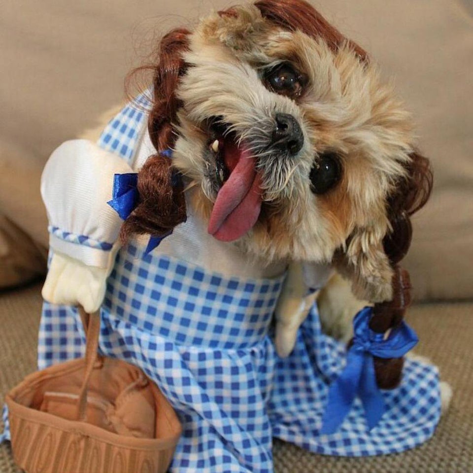 dog dressed in Dorothy costume