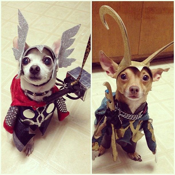 2 chihuahuas in Thor and Loki costumes
