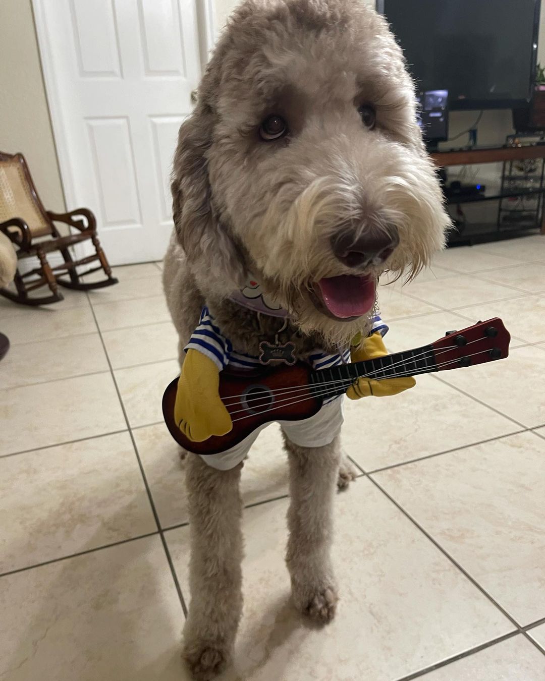 dog in guitar player costume