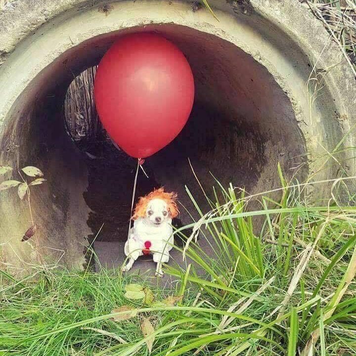chihuahua dressed as Pennywise the Clown