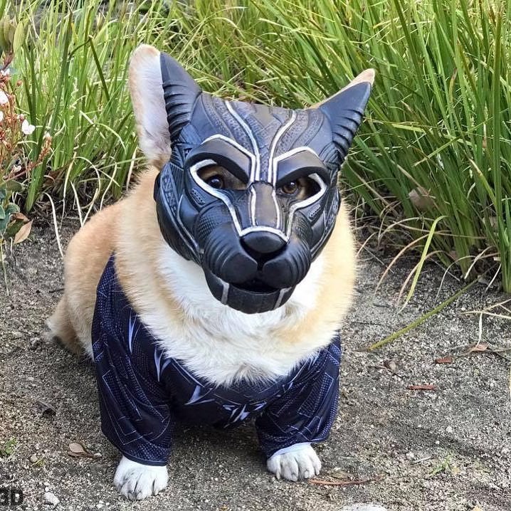 dog in Black Panther costume