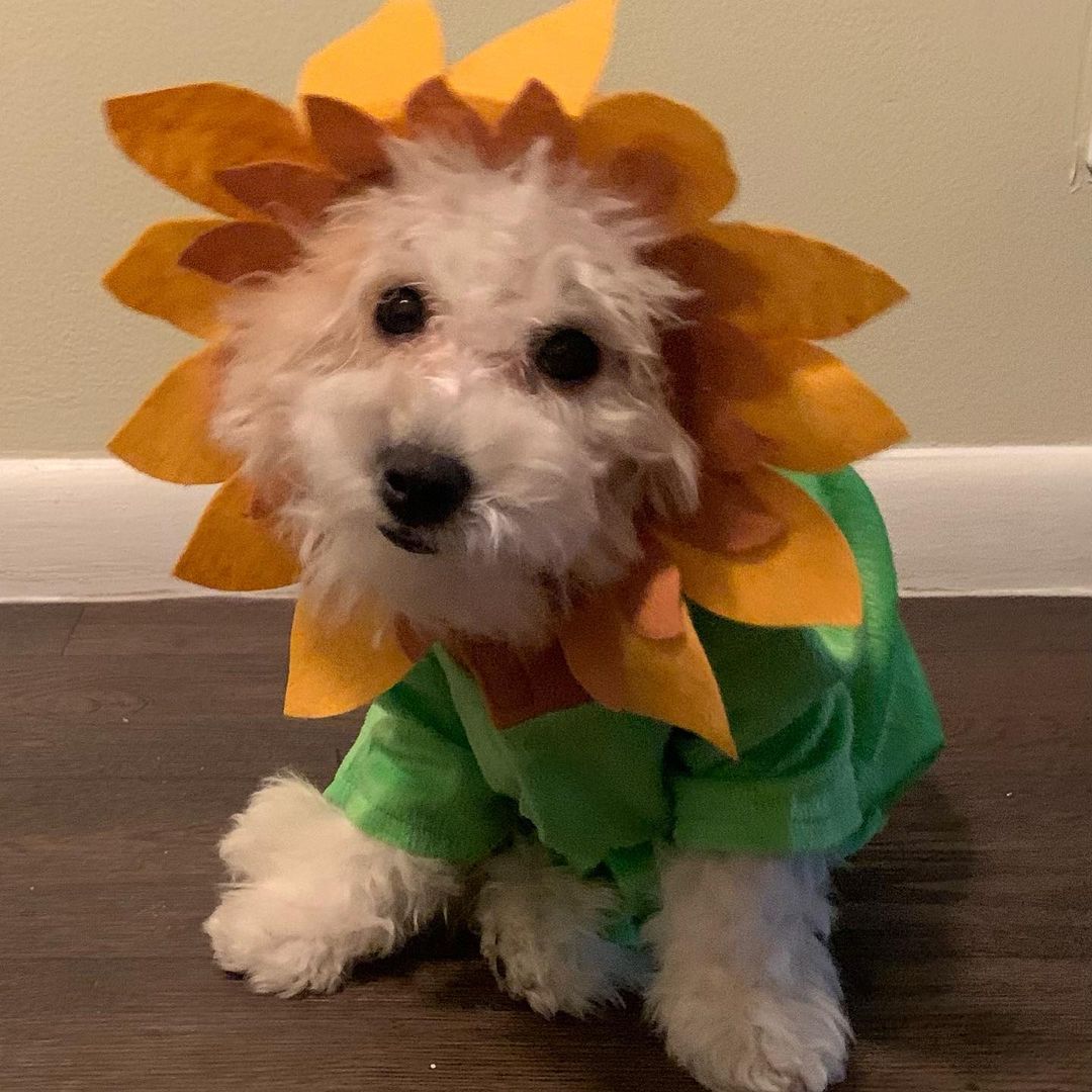 dog dressed as sunflower