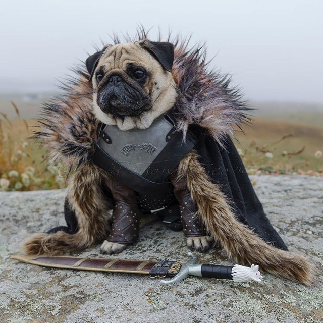 pug dressed as Jon Snow