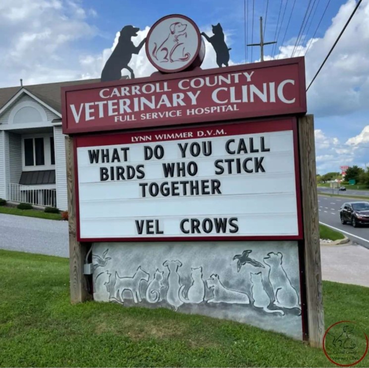 carrol county veterinary clinic sign that reads "what do you call birds who stick together vel crows"