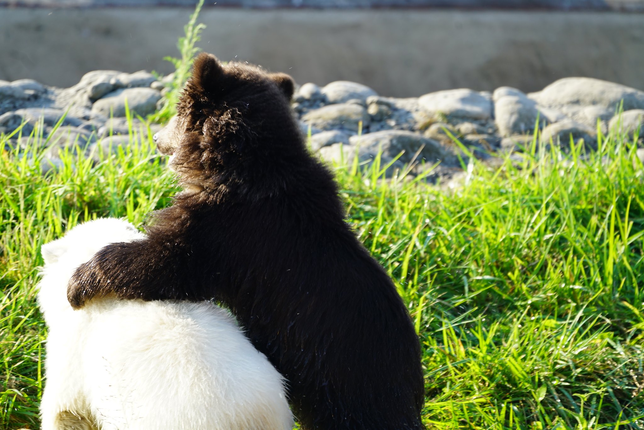 grizzly bear cub with his arm around a polar bear cub inside a grassy area with rocks in the distance