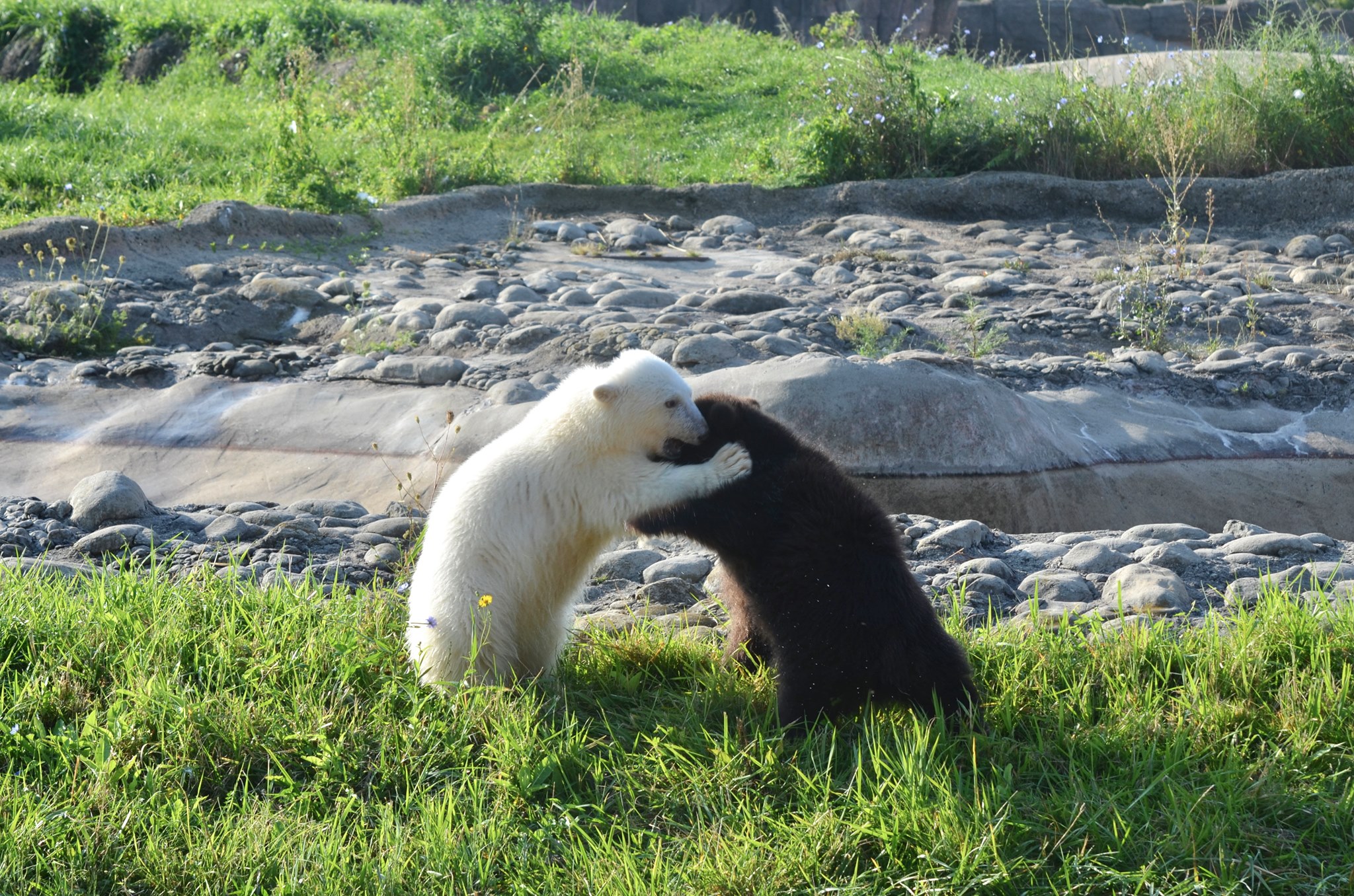 polar bear cub and grizzly bear cub play fighting in a grassy are with a rocky area behind them
